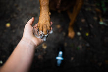 Load image into Gallery viewer, Paws Dry Shampoo